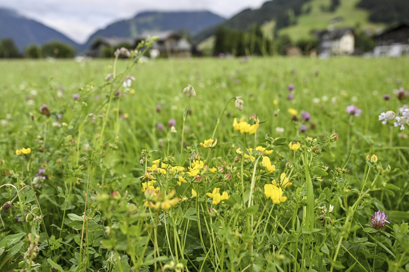 Birds, bees and ballots: Swiss voters to decide on plan to bolster country's fragile biodiversity | iNFOnews.ca Birds, bees and ballots: Swiss voters to decide on plan to bolster country's fragile biodiversity | iNFOnews.ca