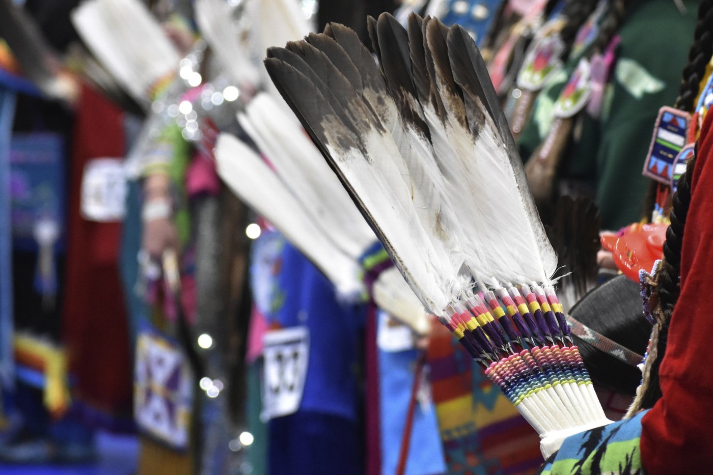 Eagle feathers play a sacred role in powwows. Poachers are exploiting the high demand | iNFOnews.ca
