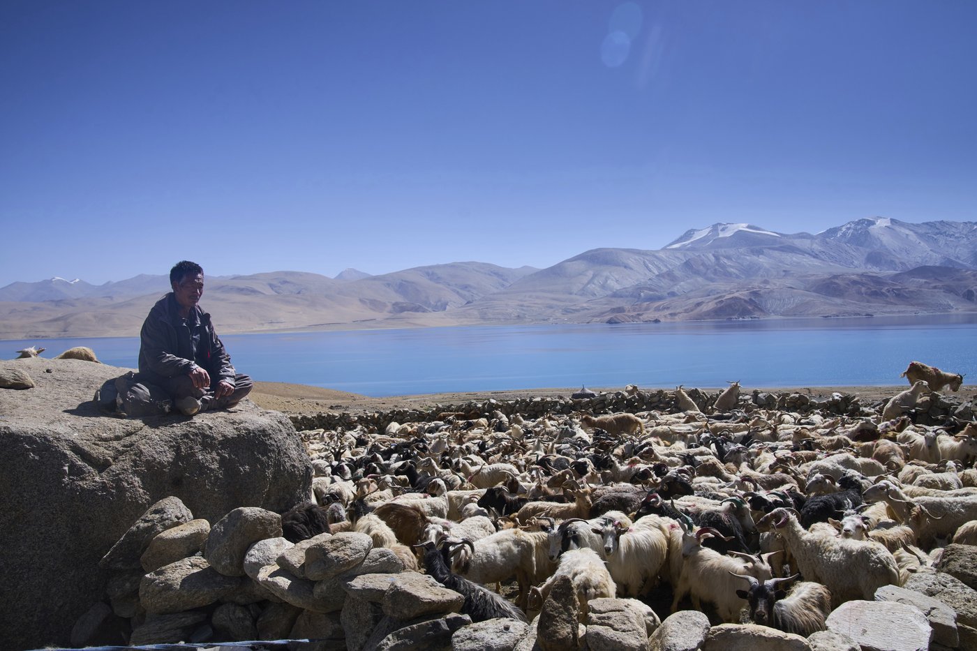 High in India’s Himalayan mountains, yak herders struggle to survive a warming world | iNFOnews.ca