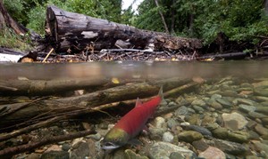 Deadline looms for B.C. commission to file report into Sockeye collapse | iNFOnews.ca CP20564994
