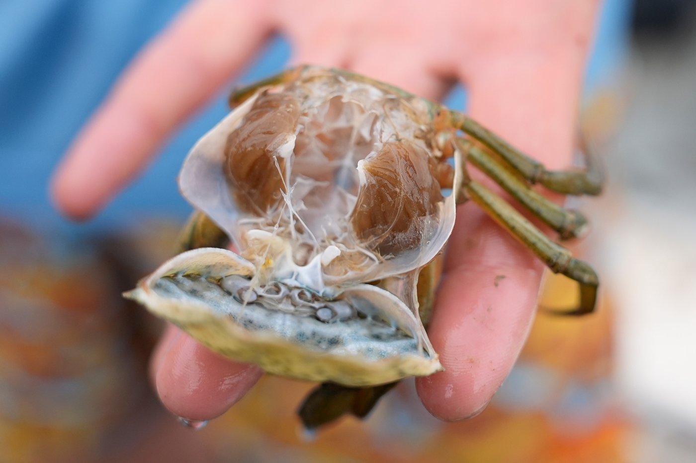 Invasive green crabs are bad for the environment, so New Englanders are starting to eat more of them | iNwine