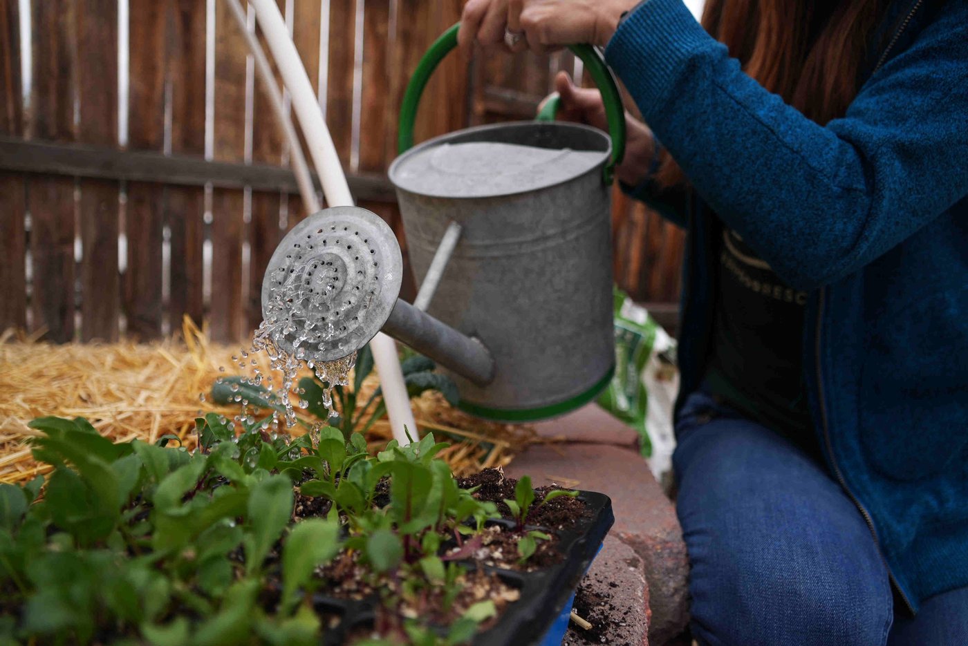 Here's how to grow your own food with less water, even in a drought | iNFOnews.ca