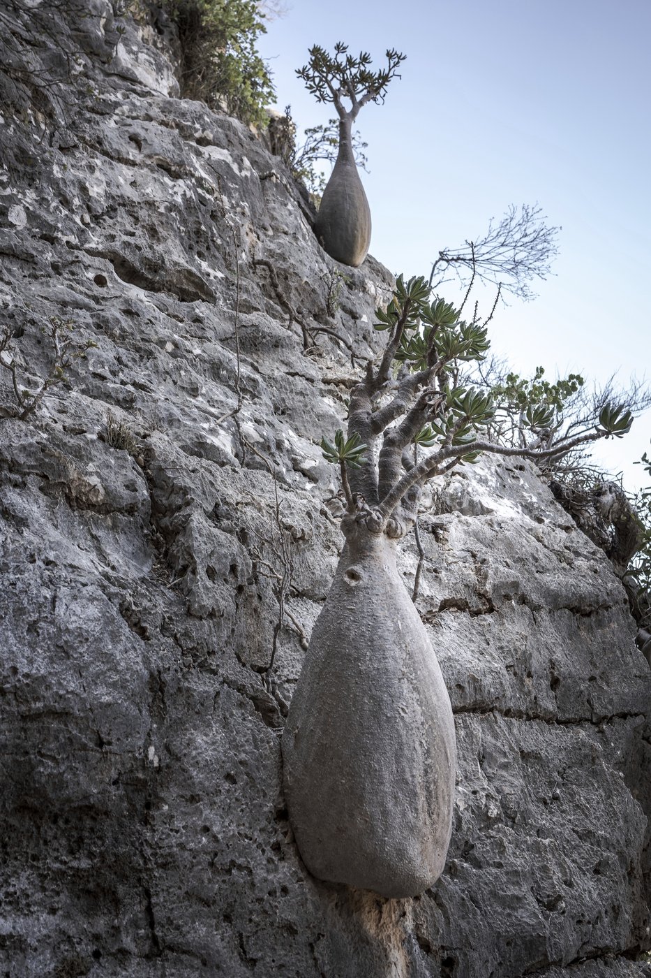 These surreal trees survived for centuries. Scientists worry for their future | iNFOnews.ca These surreal trees survived for centuries. Scientists worry for their future | iNFOnews.ca