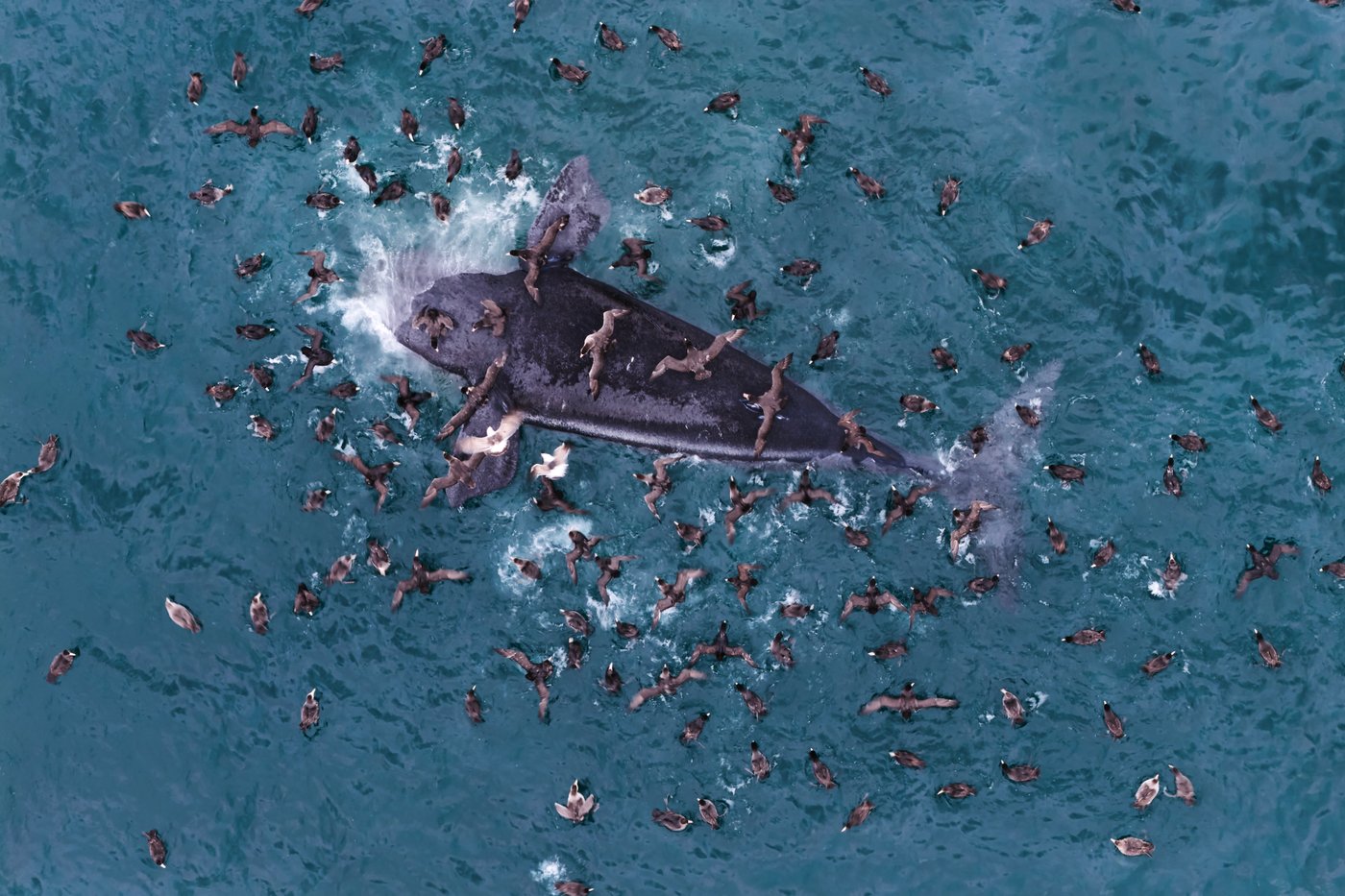 Scientists search for answers as baby whales wash up dead in Argentina | iNFOnews.ca