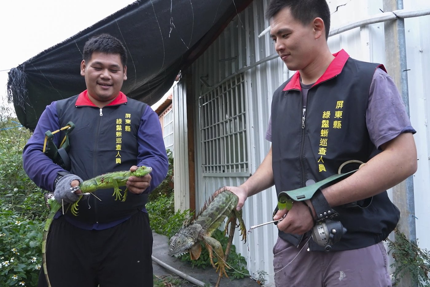 Taiwan plans to cull up to 120,000 green iguanas due to their negative impact on agriculture | iNFOnews.ca Taiwan plans to cull up to 120,000 green iguanas due to their negative impact on agriculture | iNFOnews.ca