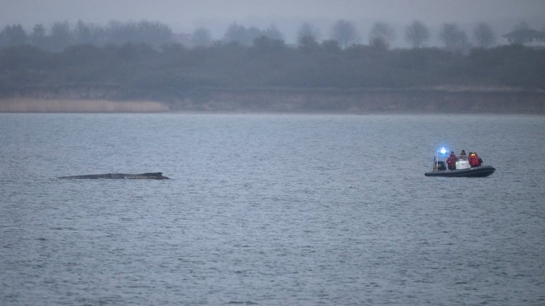 Whale stranded in the Baltic Sea swims free again. It still faces a tough task | iNFOnews.ca