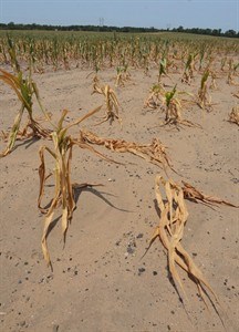 New Democrats warn drought will send price of food through the roof | iNFOnews.ca New Democrats warn drought will send price of food through the roof | iNFOnews.ca