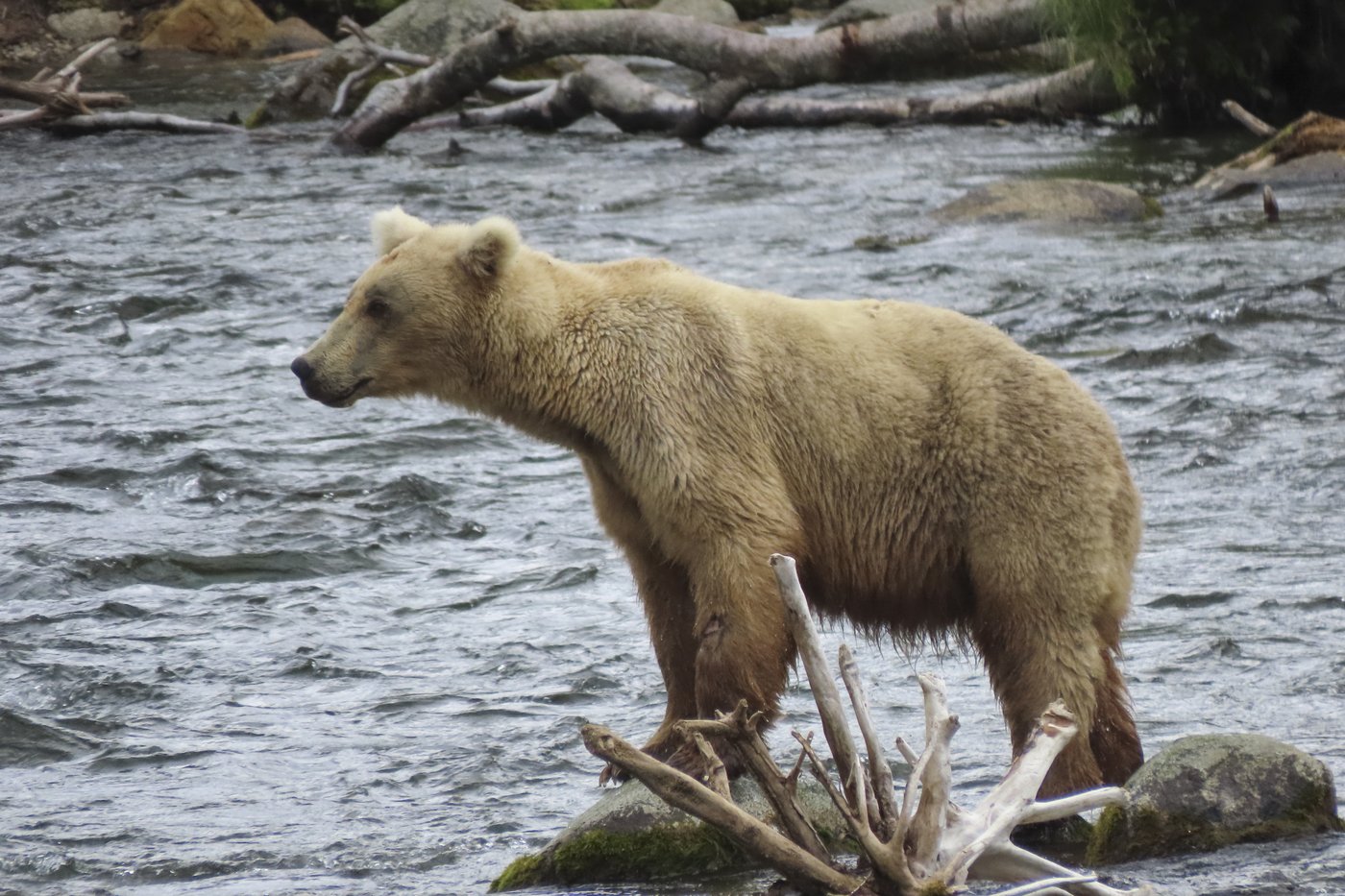 Online voting in Alaska's Fat Bear Week contest starts after an attack killed 1 contestant | iNFOnews.ca
