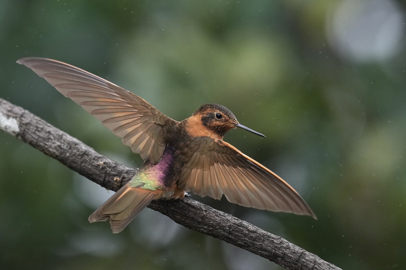 An ancient forest in Ecuador is the last stand for a tiny hummingbird facing extinction | iNFOnews.ca