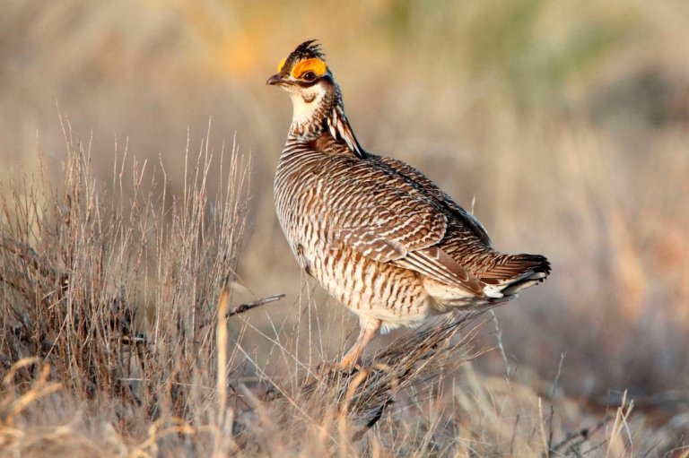 Trump administration ends protections for rare dancing prairie bird | iNFOnews.ca