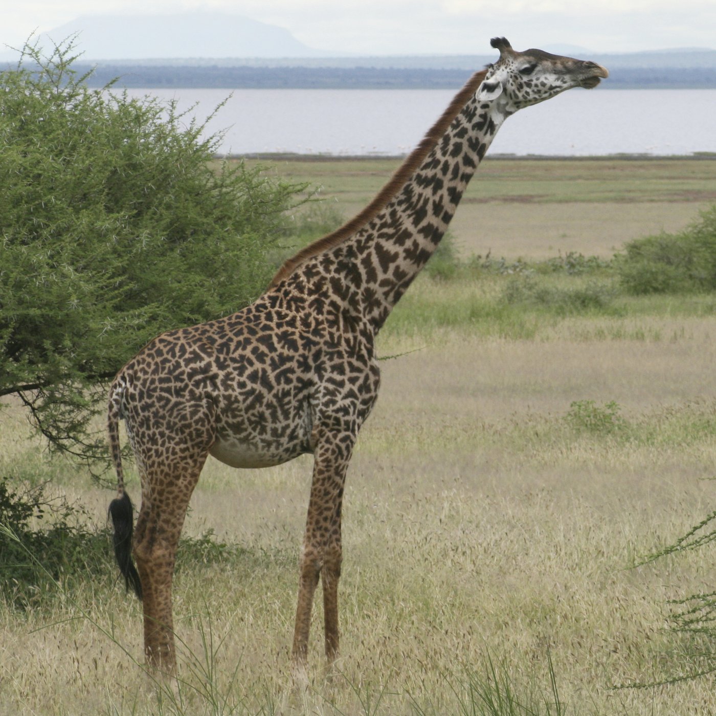 How many giraffe species are in Africa? New scientific analysis quadruples the count | iNFOnews.ca