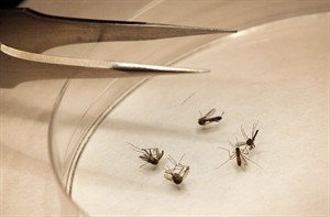 West Nile virus cases in Canada start to climb; at least 5 provinces see cases | iNFOnews.ca CP19863914