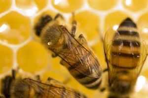 Canadian supplier nabbed in alleged honey importing scheme in U.S. | iNFOnews.ca CP22147140