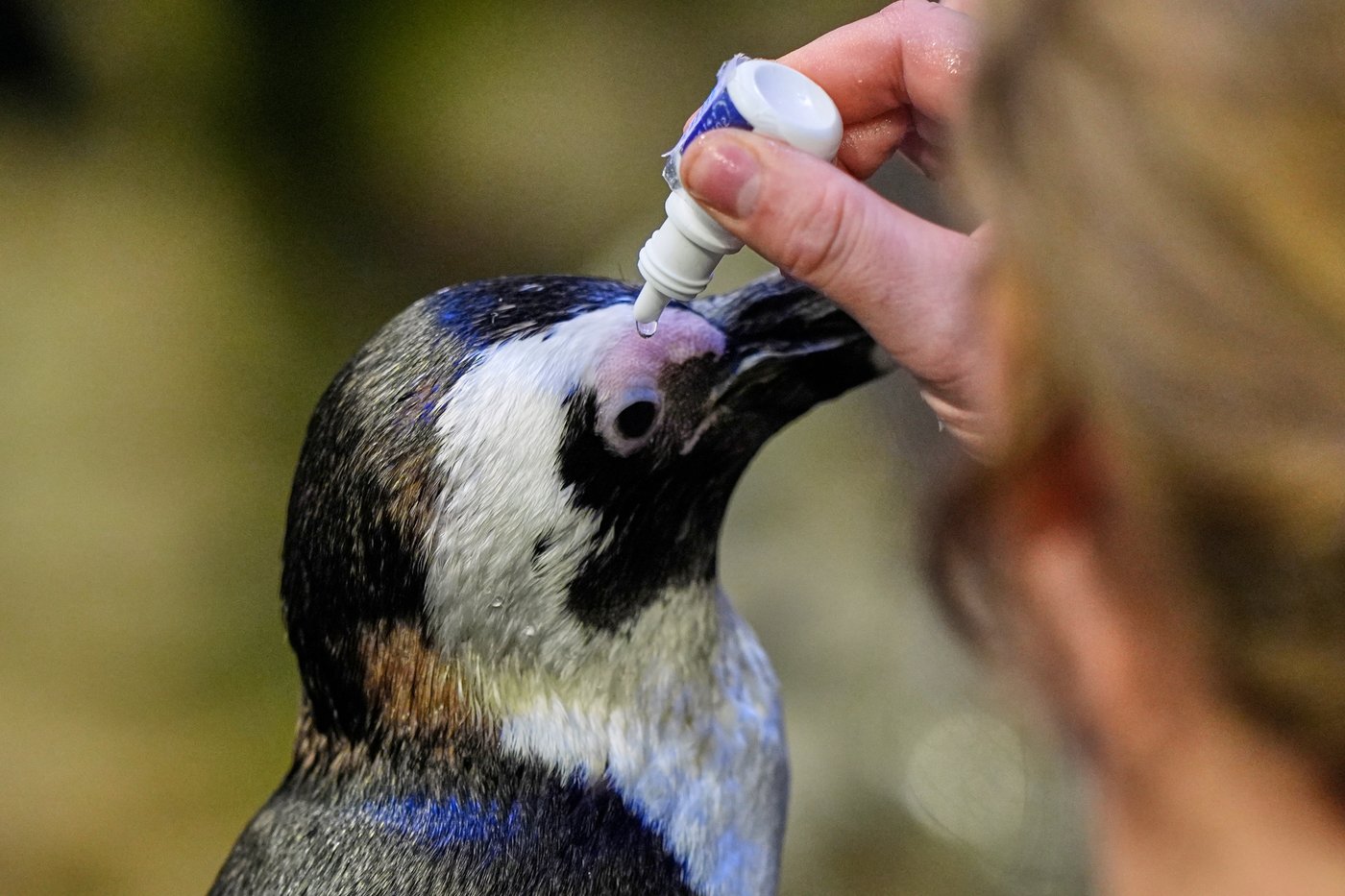 Much like a nursing home, penguins at a Boston aquarium can age with dignity | iNFOnews.ca Much like a nursing home, penguins at a Boston aquarium can age with dignity | iNFOnews.ca