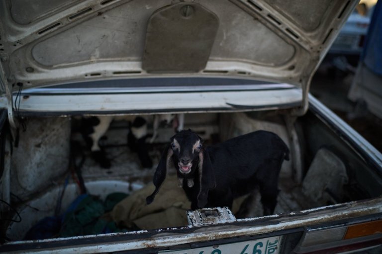 Photos of sheep and goats for sale at a West Bank livestock market | iNFOnews.ca