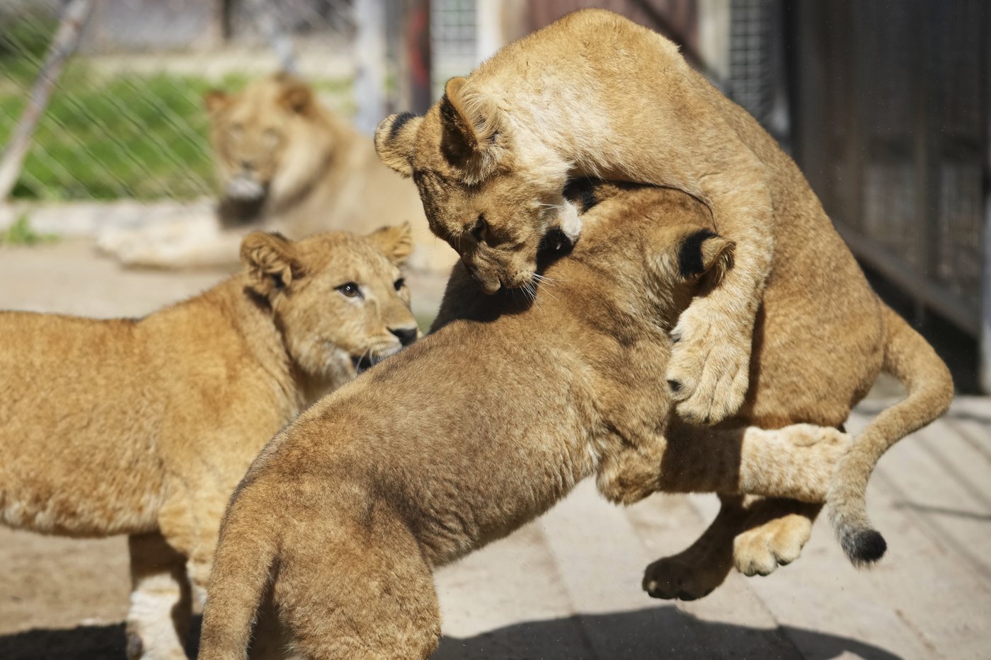 Czech zoo welcomes 4 rare Barbary lion cubs whose population is extinct in the wild | iNFOnews.ca