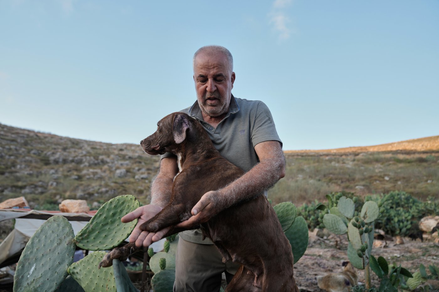 Photos of pets and farm animals rescued from the war in southern Lebanon | iNFOnews.ca
