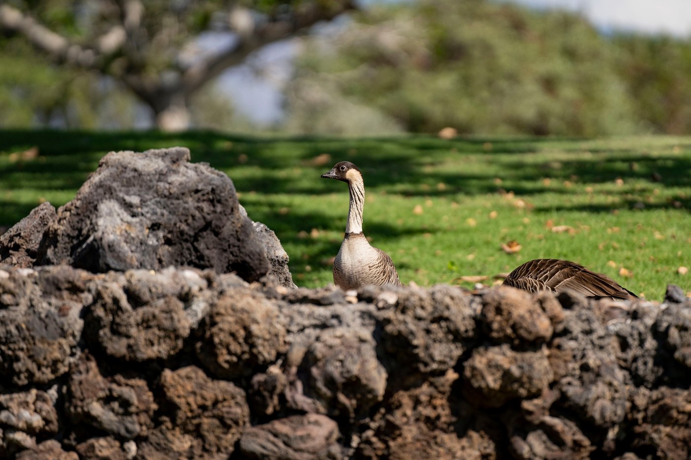 Hawaii's Big Island bans feeding feral cats in an effort to help endangered native species | iNFOnews.ca