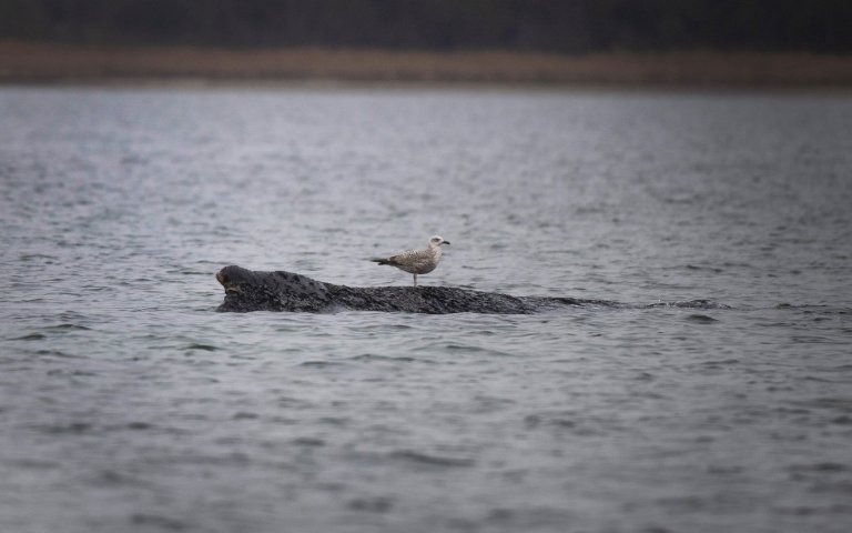 A stranded whale in Germany’s Baltic Sea weakens as hopes of its return to the Atlantic fade | iNFOnews.ca