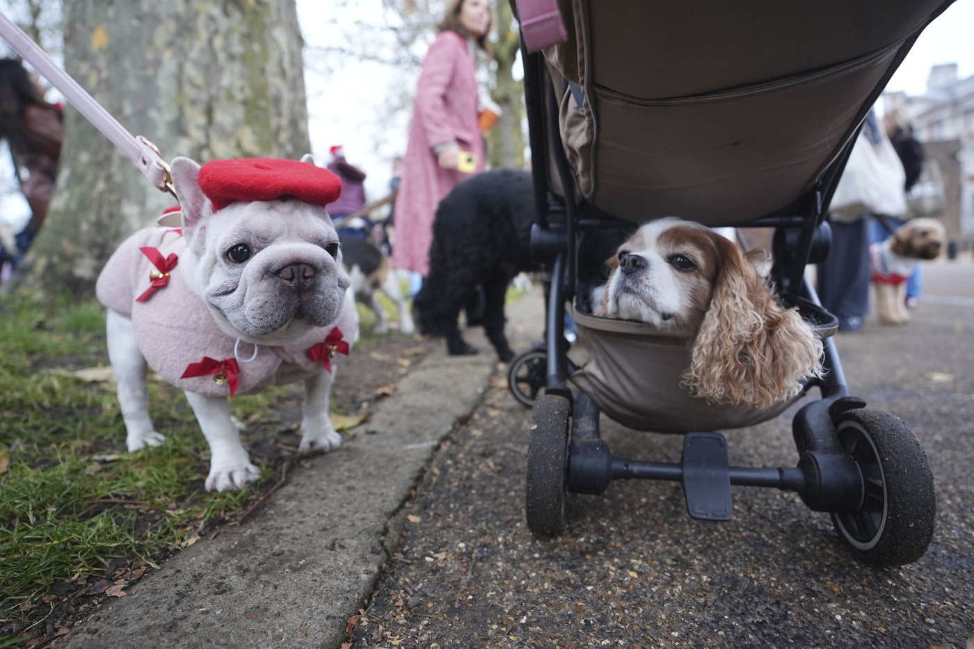 Pooches in pullovers strut their stuff at London's canine Christmas sweater parade | iNFOnews.ca