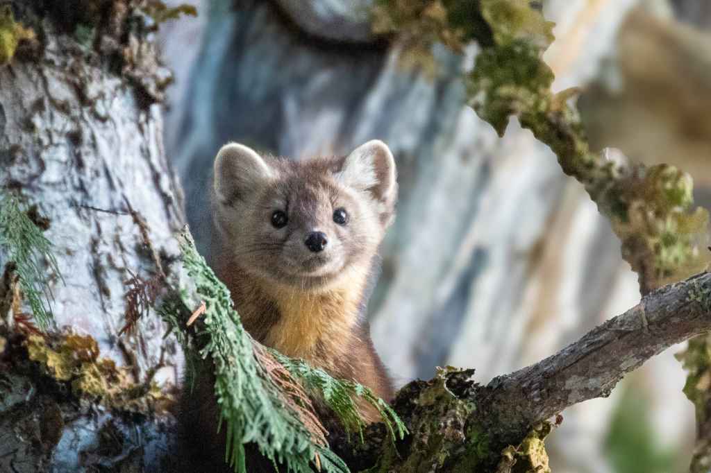 iN PHOTOS: Elusive pine marten caught on camera in North Okanagan forest | iNFOnews.ca