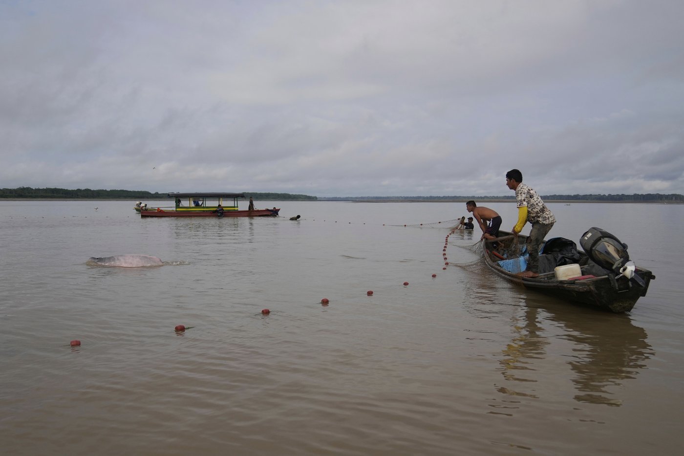 Endangered pink river dolphins face a rising mercury threat in the Amazon | iNFOnews.ca Endangered pink river dolphins face a rising mercury threat in the Amazon | iNFOnews.ca