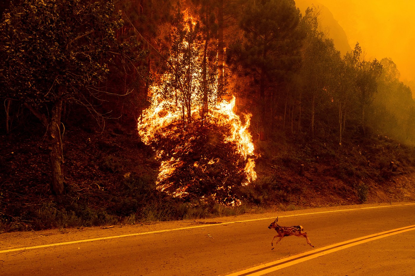 Study ties particle pollution from wildfire smoke to 24,100 US deaths per year | iNFOnews.ca