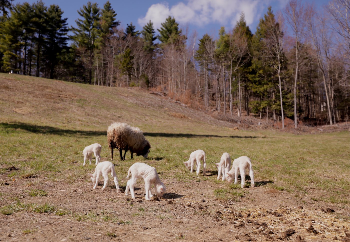 Farmers in Vermont expected a sheep to have twins. She ended up having rare sextuplets | iNFOnews.ca Farmers in Vermont expected a sheep to have twins. She ended up having rare sextuplets | iNFOnews.ca