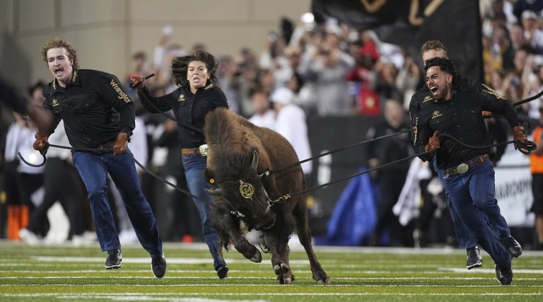 From Ralphie to Uga, live animal mascots inspire fans and create deep connections with their teams | iNFOnews.ca