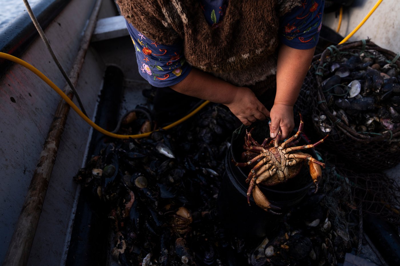 In southern Chile, locals push to protect oceans that have been hurt by intensive salmon farming | iNFOnews.ca In southern Chile, locals push to protect oceans that have been hurt by intensive salmon farming | iNFOnews.ca