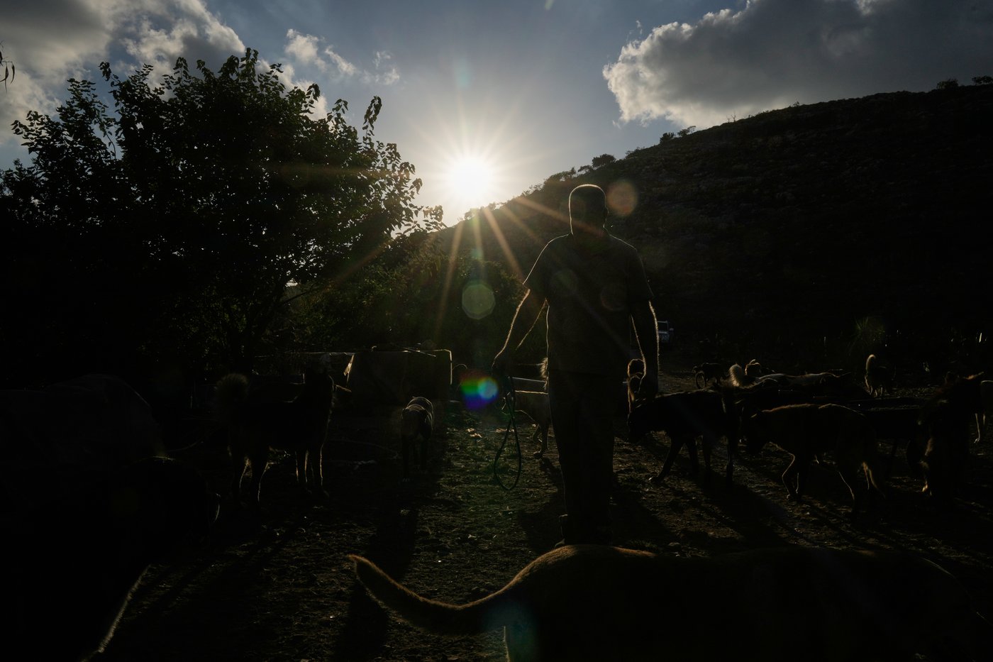 Photos of pets and farm animals rescued from the war in southern Lebanon | iNFOnews.ca