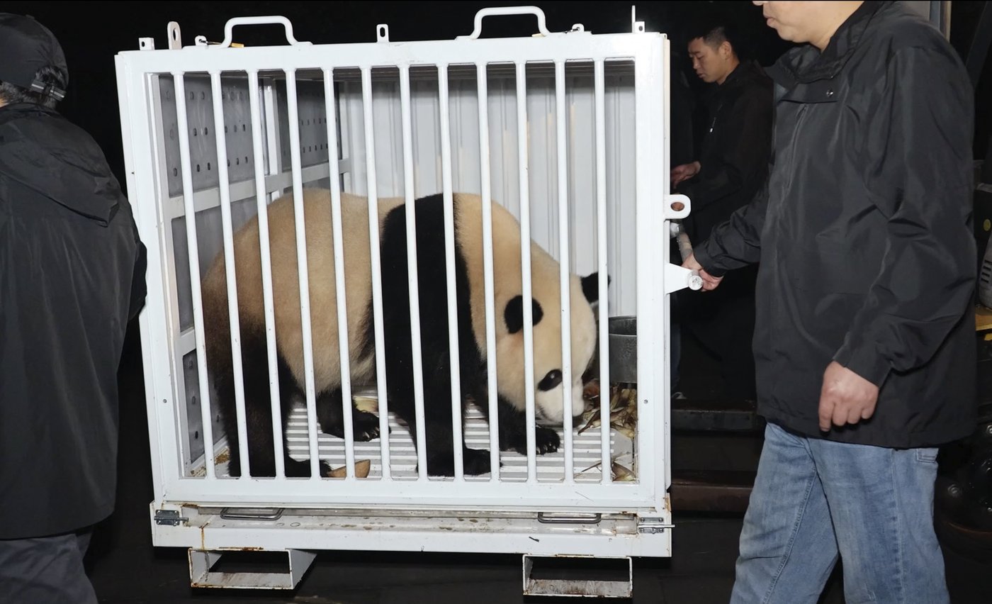 Pandas arrive at National Zoo, but won't be ready for public debut until January | iNFOnews.ca