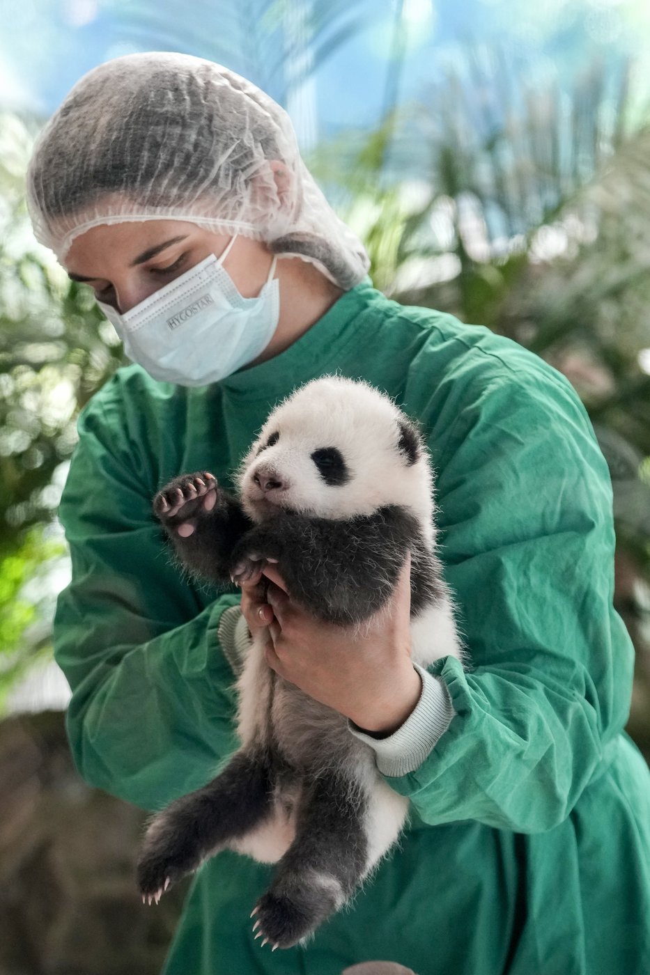 PHOTO COLLECTION: Germany Giant Pandas | iNFOnews.ca PHOTO COLLECTION: Germany Giant Pandas | iNFOnews.ca