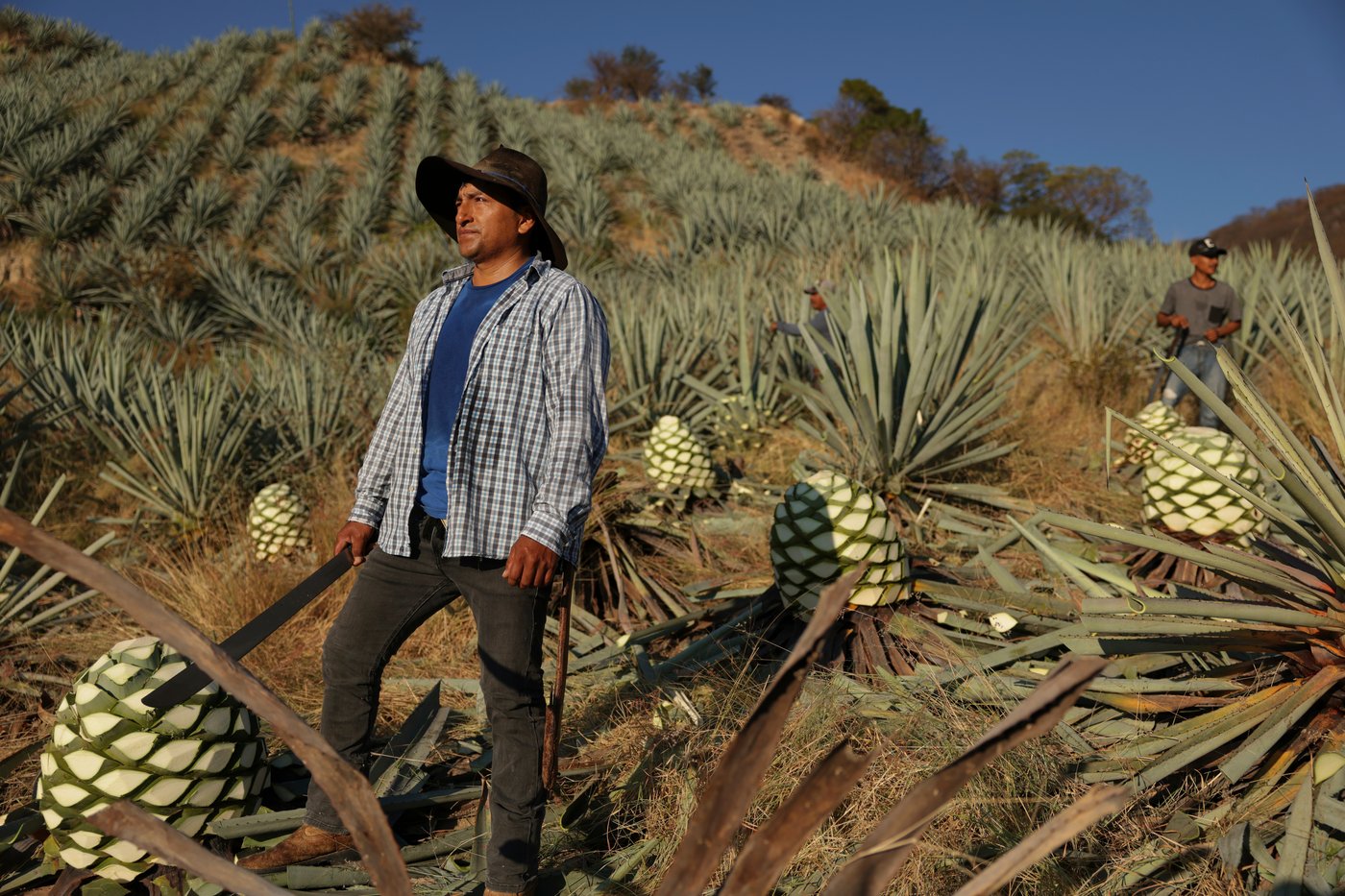 Mezcal producers in Oaxaca pose for photos while reflecting on economic impacts of the drink | iNwine Mezcal producers in Oaxaca pose for photos while reflecting on economic impacts of the drink | iNwine