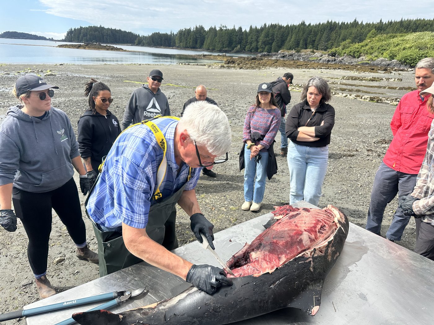 For B.C. whale coroner, a gruesome duty to 'revered' animals approached with humility | iNFOnews.ca For B.C. whale coroner, a gruesome duty to 'revered' animals approached with humility | iNFOnews.ca