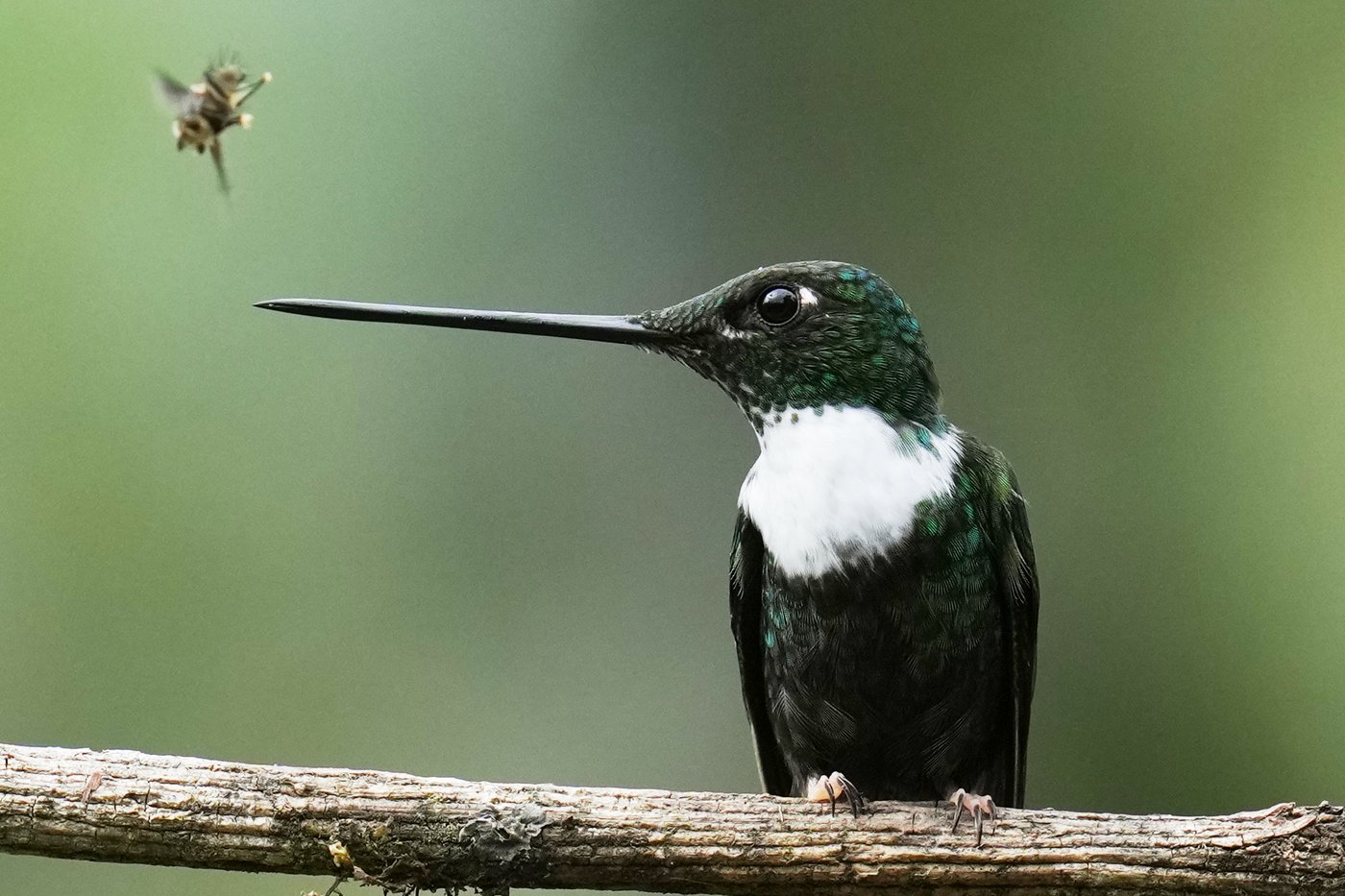 An ancient forest in Ecuador is the last stand for a tiny hummingbird facing extinction | iNFOnews.ca An ancient forest in Ecuador is the last stand for a tiny hummingbird facing extinction | iNFOnews.ca