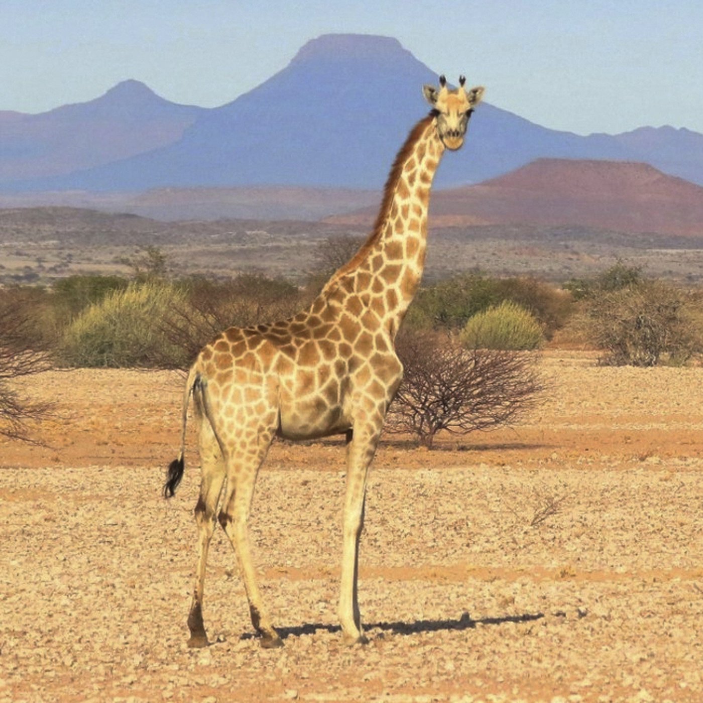 How many giraffe species are in Africa? New scientific analysis quadruples the count | iNFOnews.ca