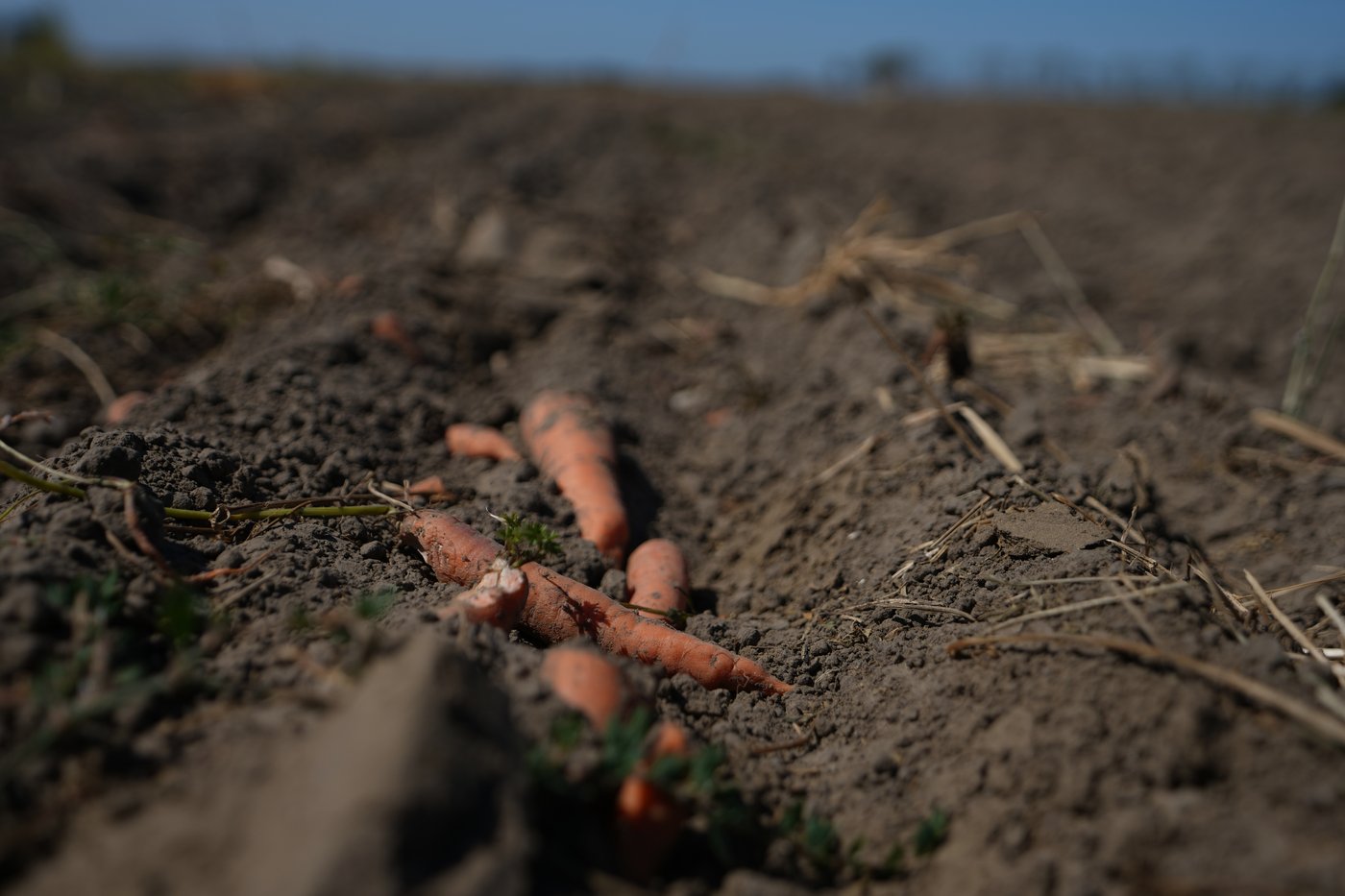 Extreme heat and drought take a toll around the world, in photos | iNFOnews.ca