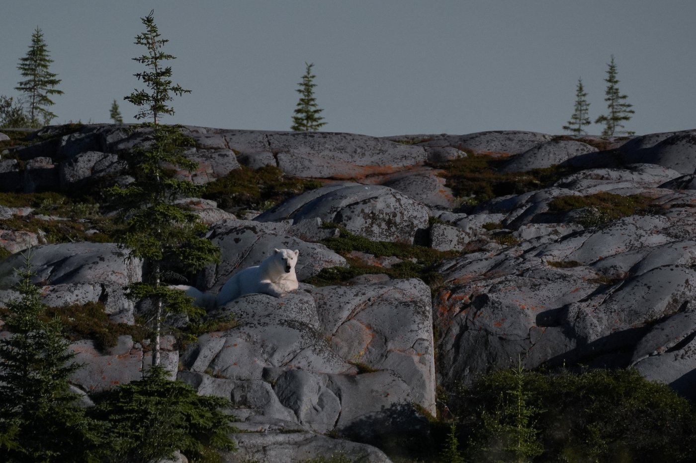 In the polar bear capital of the world, a community lives with the predator next door and loves it | iNFOnews.ca In the polar bear capital of the world, a community lives with the predator next door and loves it | iNFOnews.ca