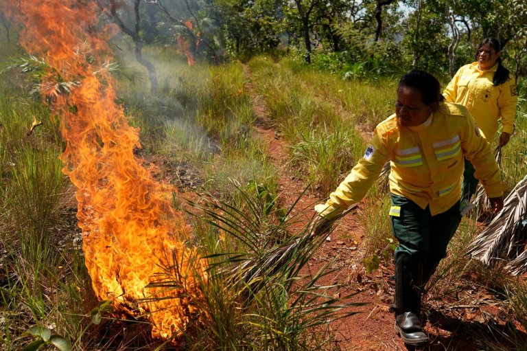 In Brazil’s Cerrado region, Indigenous fire practices reshape wildfire strategy | iNFOnews.ca