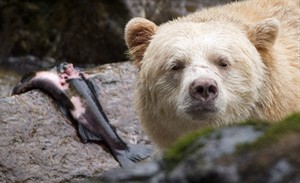 Grizzly offer could entice B.C. hunters to try photo shoots, not lethal shoots | iNFOnews.ca CP28350033