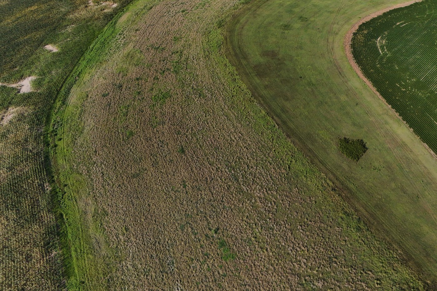 Farmers turn to perennial grains as one solution to extreme weather | iNFOnews.ca