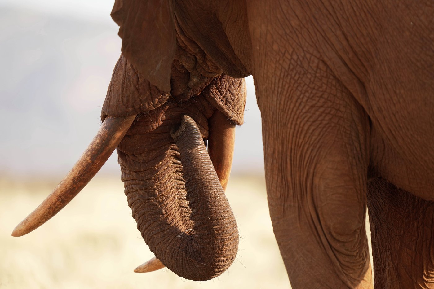 Tuesday is World Elephant Day. 5 things to know about the world's largest land mammals | iNFOnews.ca