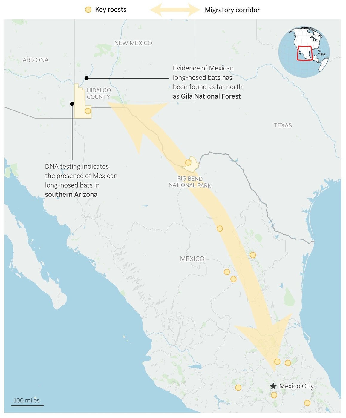 Agave or bust! Mexican long-nosed bats head farther north in search of sweet nectar | iNFOnews.ca