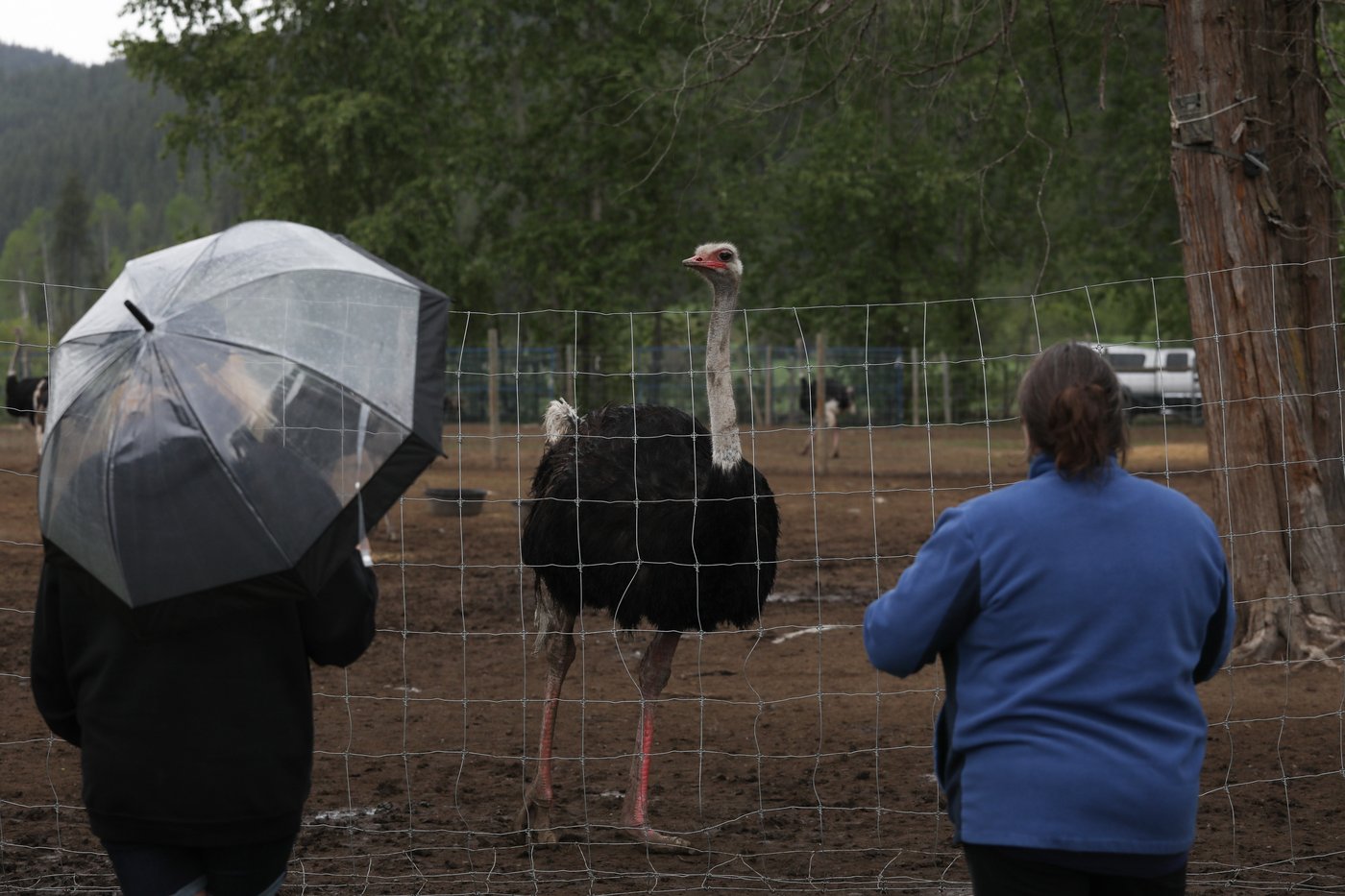 B.C. ostrich farm at heart of avian flu debate upbeat despite looming federal cull | iNFOnews.ca B.C. ostrich farm at heart of avian flu debate upbeat despite looming federal cull | iNFOnews.ca