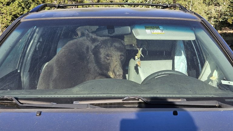 Parched summer in the Rockies sends hungry bears into urban areas and confrontations with people | iNFOnews.ca