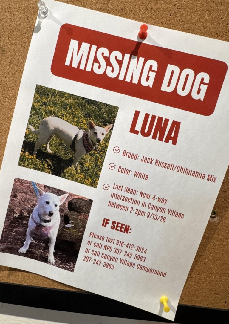 Search for missing pup in Yellowstone under pressure as winter nears | iNFOnews.ca