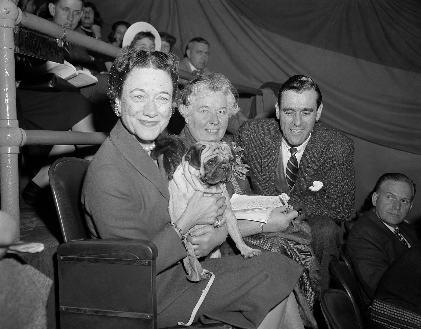 The Westminster dog show is turning 150. Here's what has - and hasn't - changed over time | iNFOnews.ca
