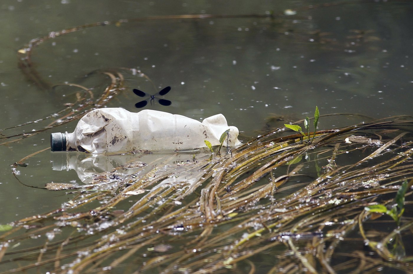 New research shows a quarter of freshwater animals are threatened with extinction | iNFOnews.ca