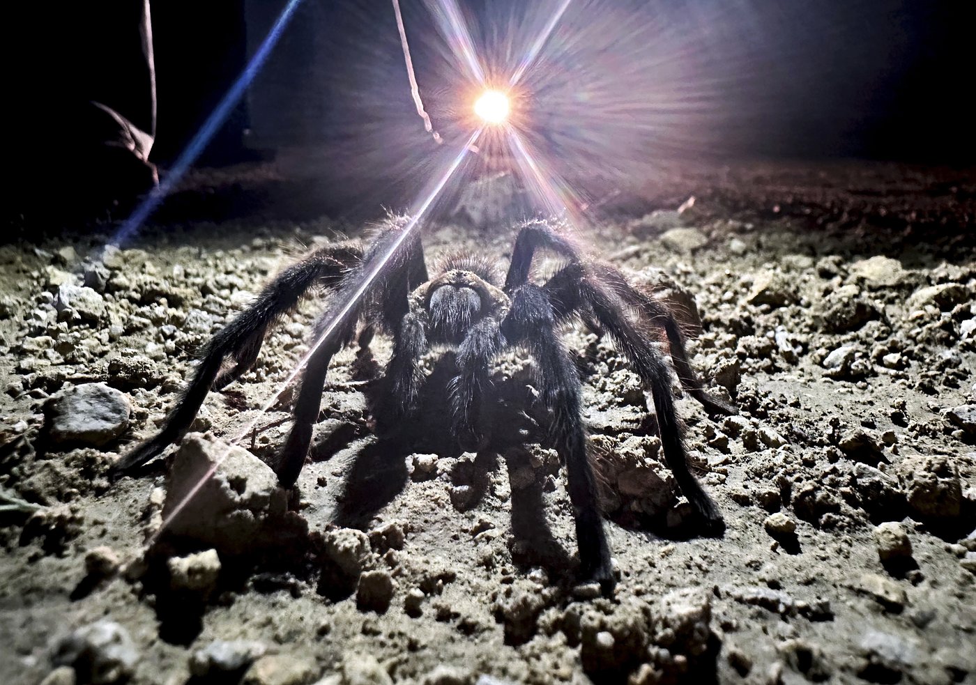 Spider lovers scurry to Colorado town in search of mating tarantulas and community | iNFOnews.ca Spider lovers scurry to Colorado town in search of mating tarantulas and community | iNFOnews.ca